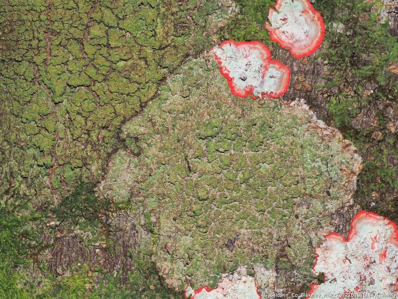 Phyllopsora Lichen photo 7
