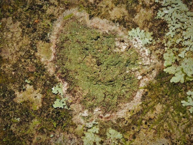 Phyllopsora Lichen photo 8