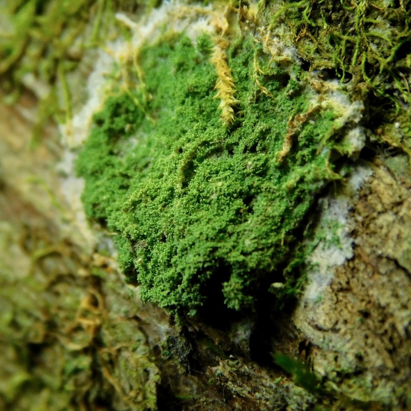 Coral Phyllopsora Lichen