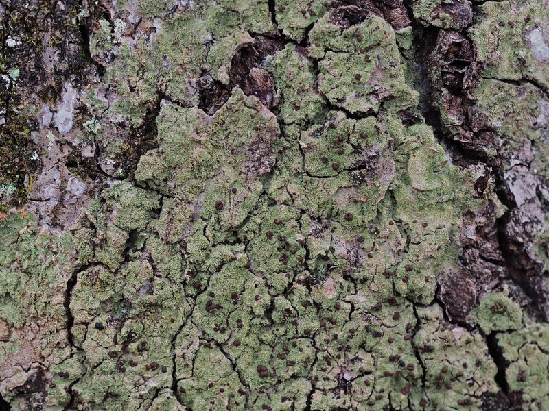 Coral Phyllopsora Lichen photo 2