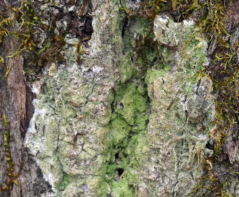 Coral Phyllopsora Lichen photo 3