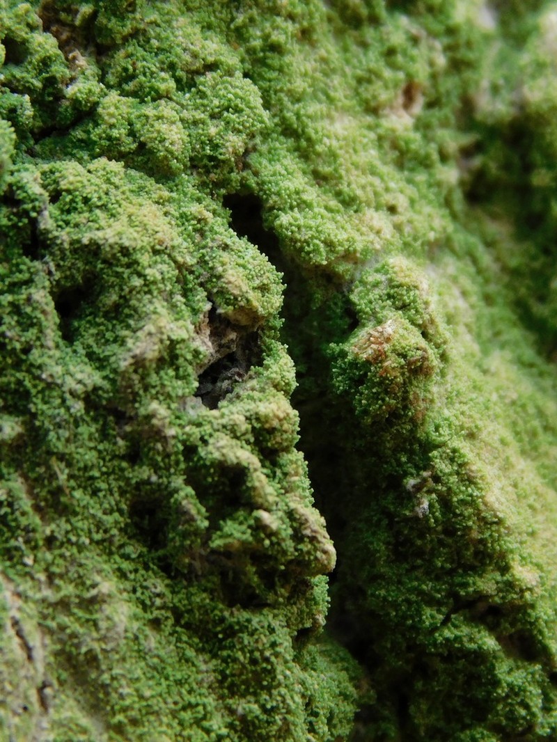 Coral Phyllopsora Lichen photo 4
