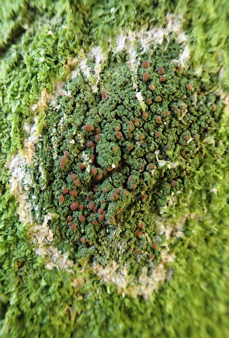 Coral Phyllopsora Lichen photo 5