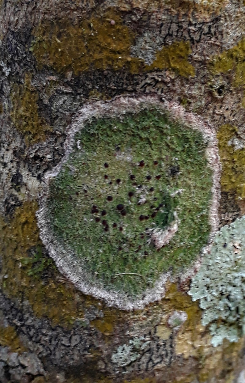 Coral Phyllopsora Lichen photo 6