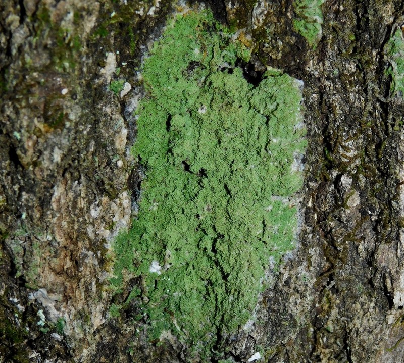 Coral Phyllopsora Lichen photo 7