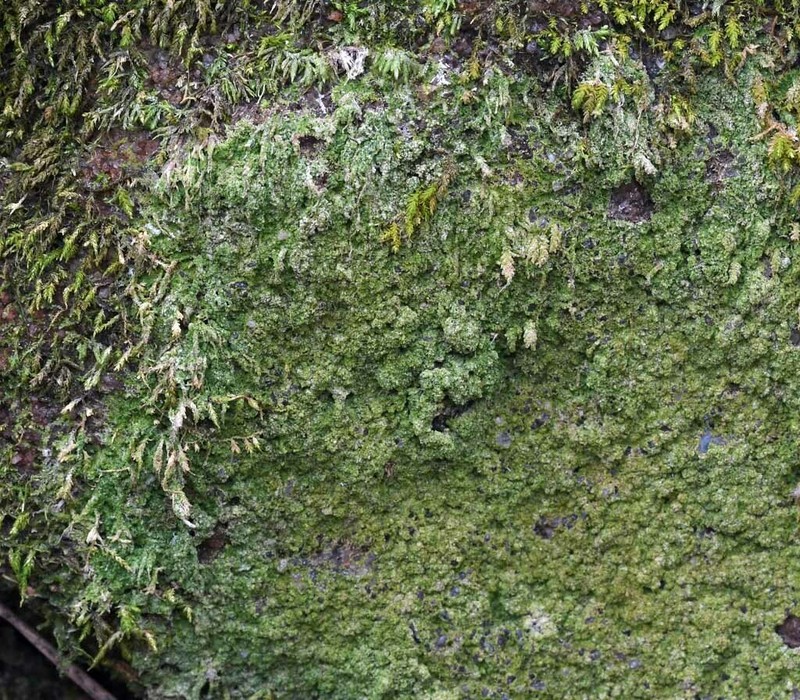 Coral Phyllopsora Lichen photo 8