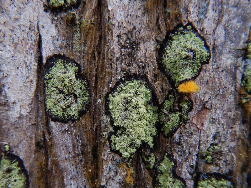 Phyllopsora Lichen