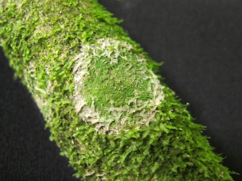 Phyllopsora Lichen photo 3