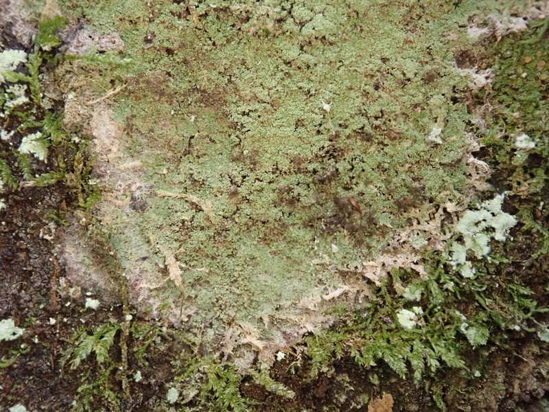 Phyllopsora Lichen photo 4