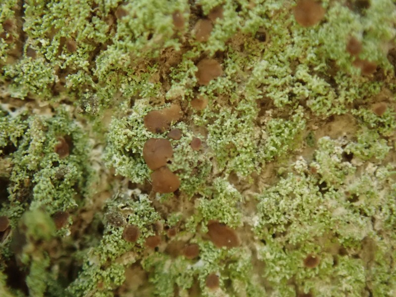 Phyllopsora Lichen photo 5