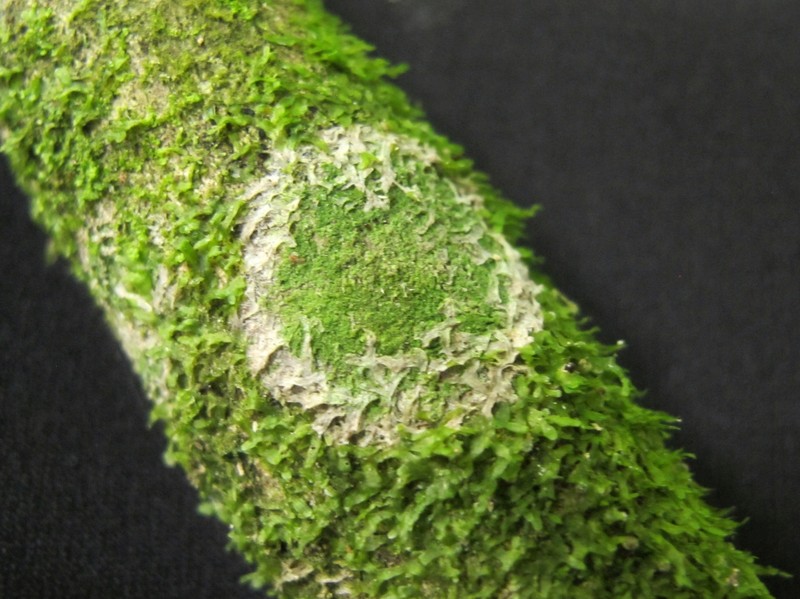 Phyllopsora Lichen photo 6