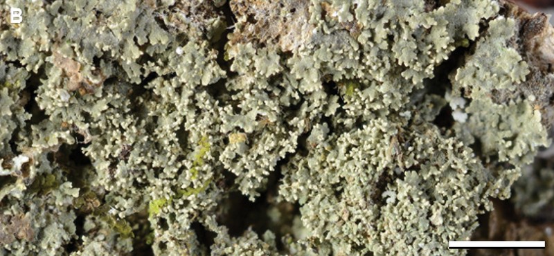 Smallleaf Phyllopsora Lichen