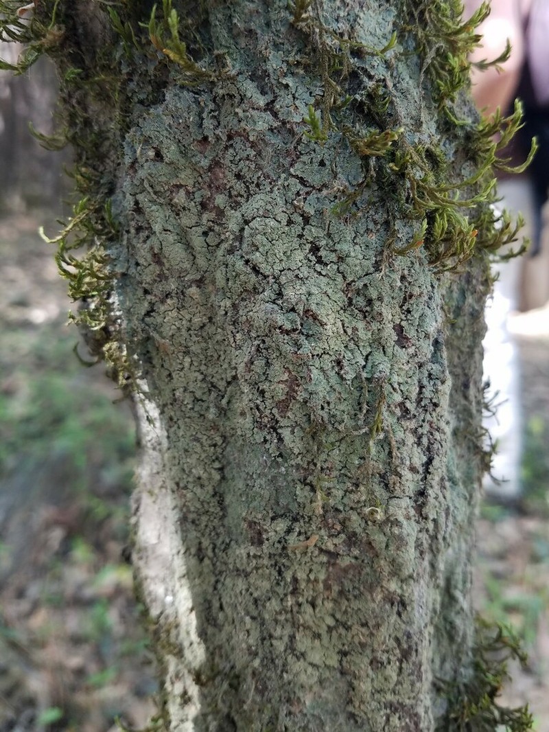 Smallleaf Phyllopsora Lichen