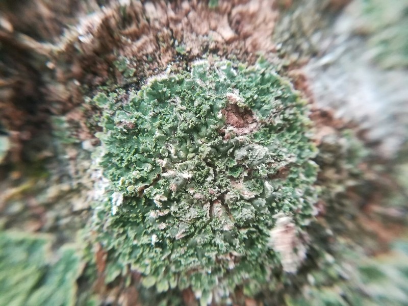 Smallleaf Phyllopsora Lichen photo 2
