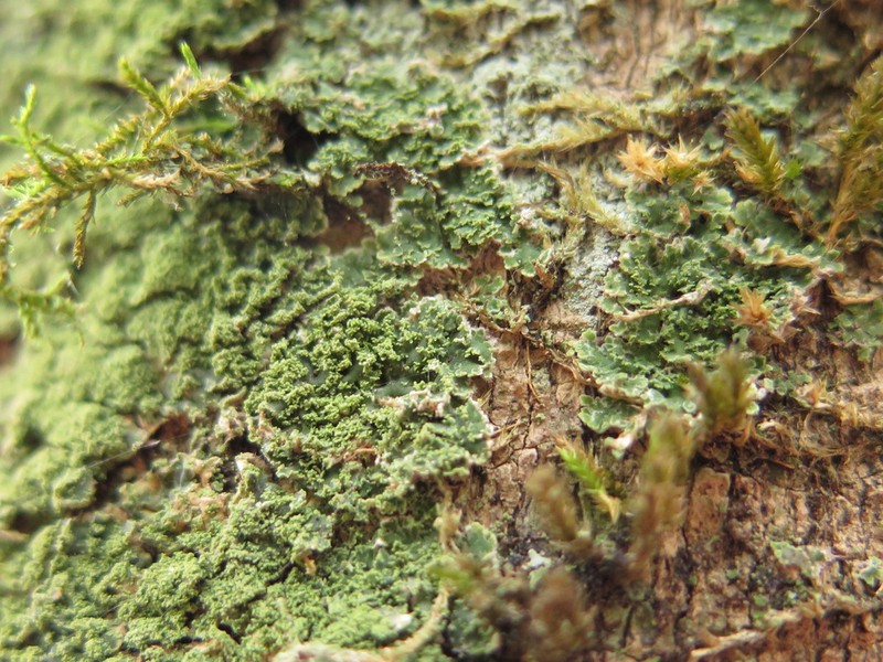 Smallleaf Phyllopsora Lichen photo 4