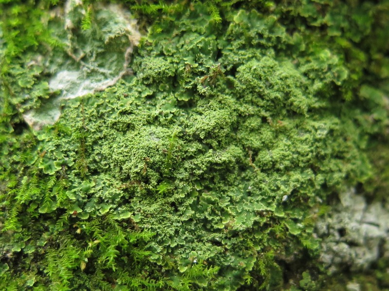 Smallleaf Phyllopsora Lichen photo 5