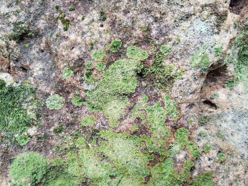 Smallleaf Phyllopsora Lichen photo 6