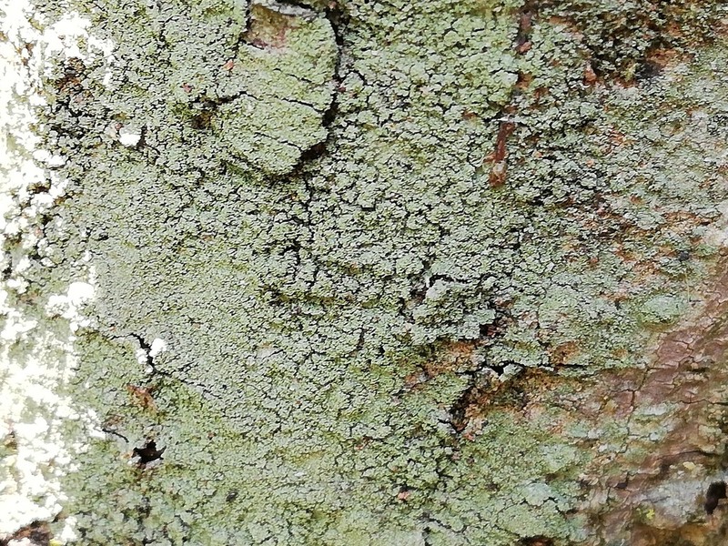 Smallleaf Phyllopsora Lichen photo 8