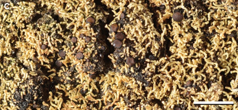 Phyllopsora Lichen