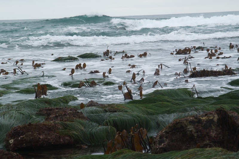 Scouler's Surfgrass photo 3