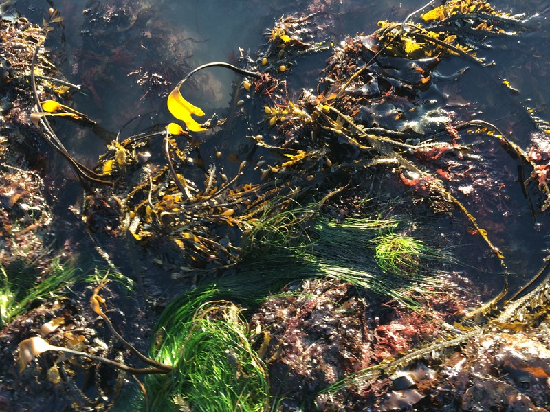 Scouler's Surfgrass photo 4