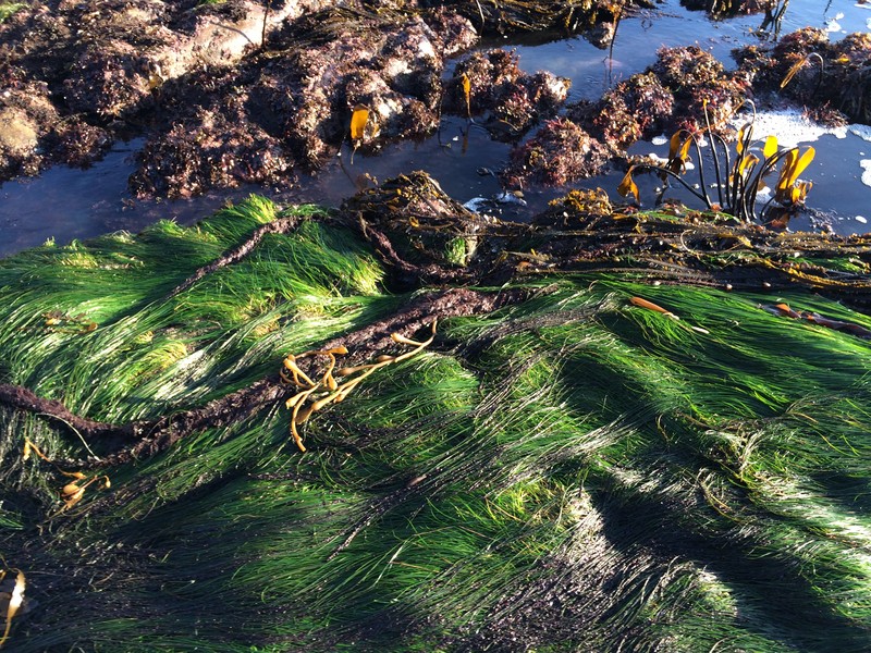 Scouler's Surfgrass photo 5