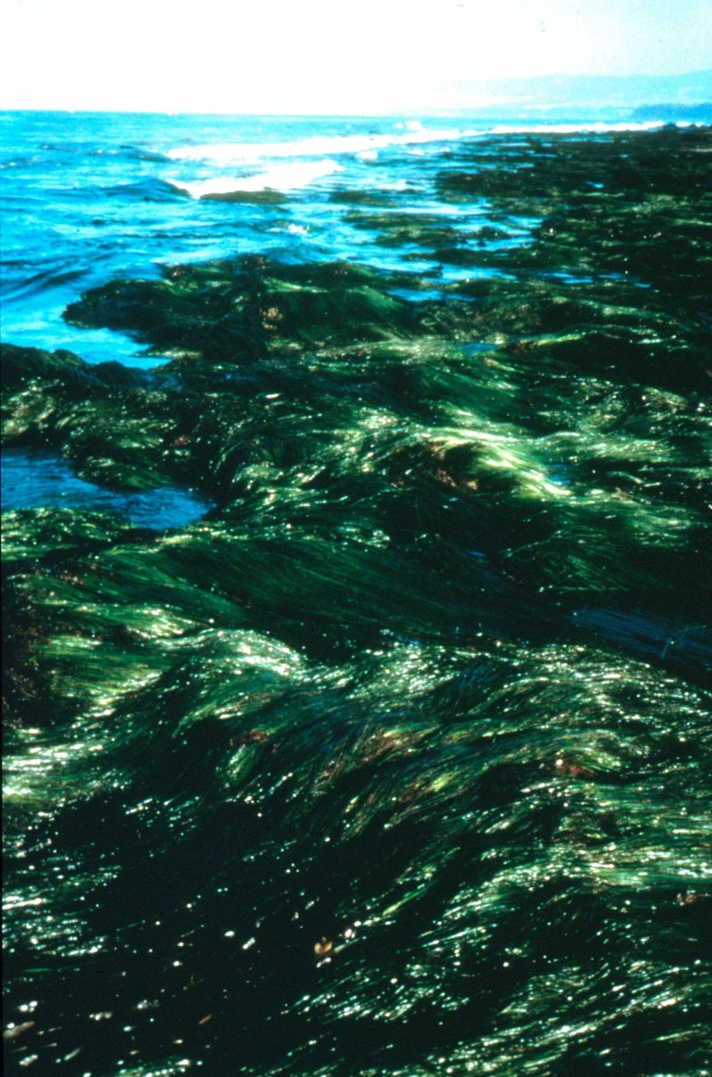 Scouler's Surfgrass photo 6
