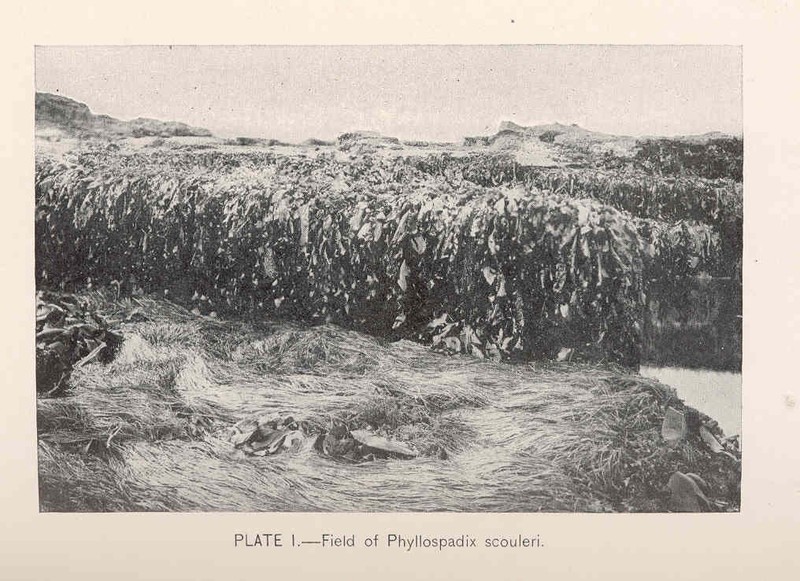 Scouler's Surfgrass photo 2