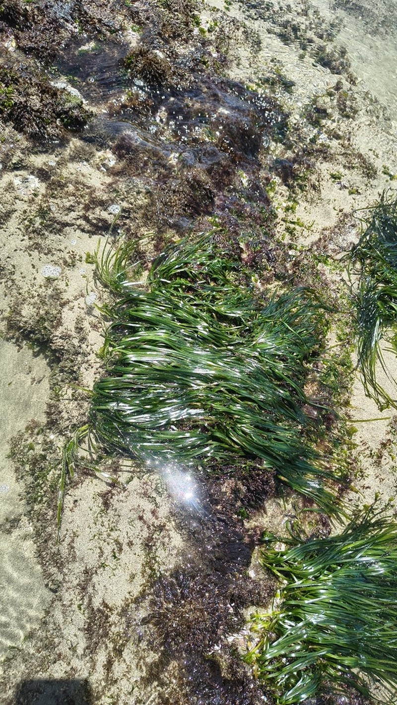 Scouler's Surfgrass photo 2