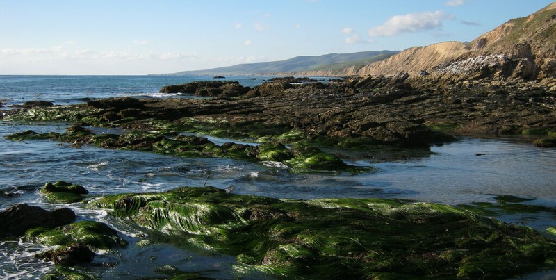 Scouler's Surfgrass photo 3