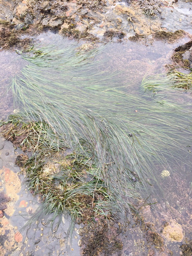 Scouler's Surfgrass photo 4