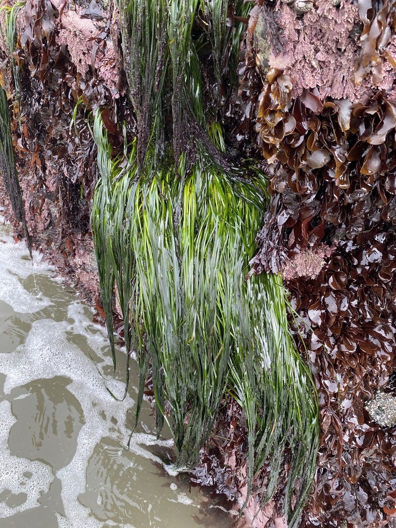 Scouler's Surfgrass photo 5