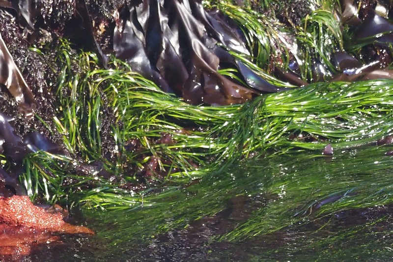 Scouler's Surfgrass photo 6