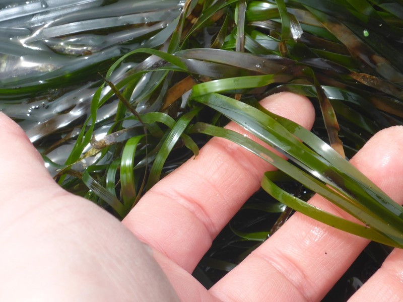 Scouler's Surfgrass photo 7