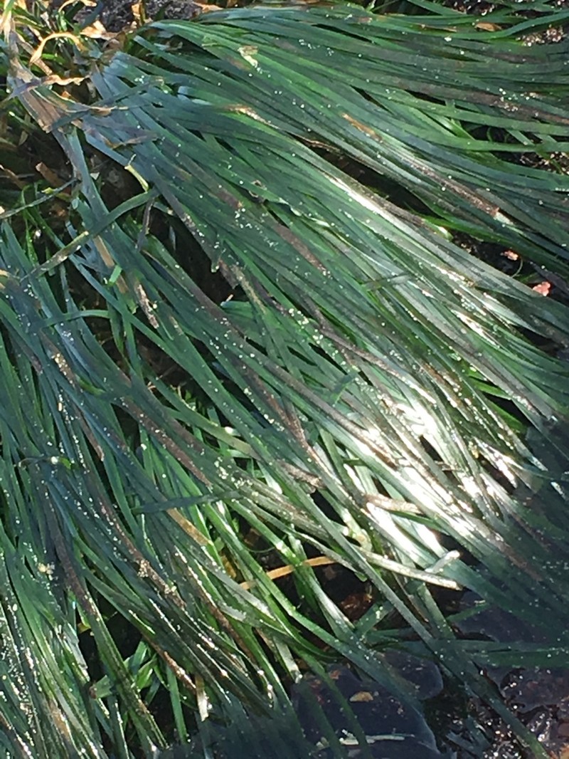 Scouler's Surfgrass photo 8