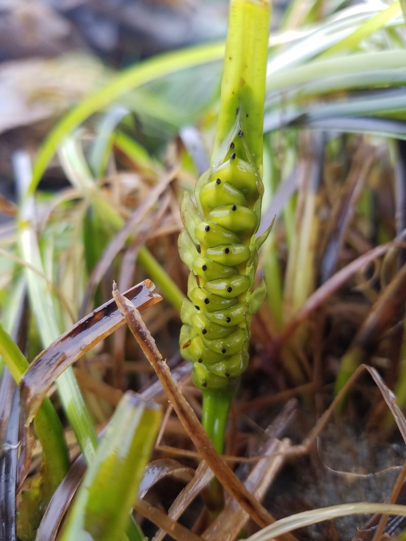 Toothed Surfgrass