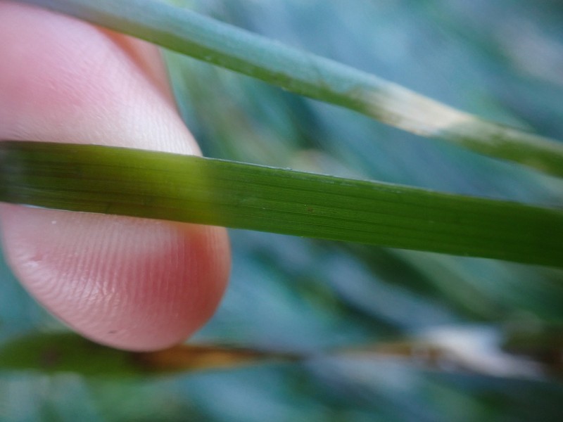 Toothed Surfgrass photo 2