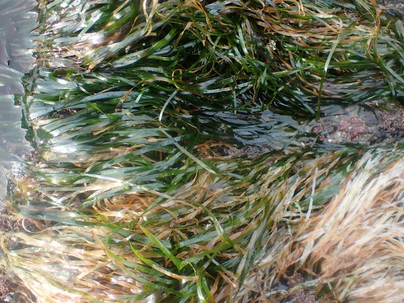Toothed Surfgrass photo 3