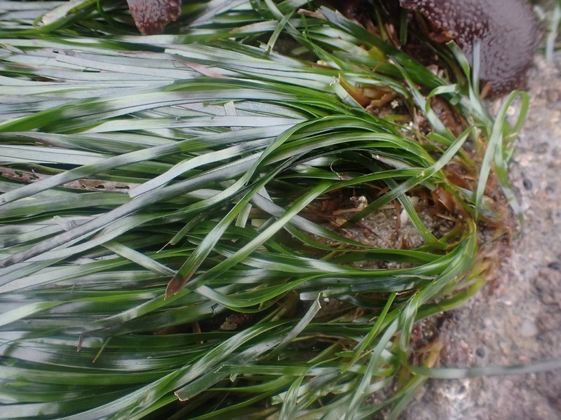Toothed Surfgrass photo 4