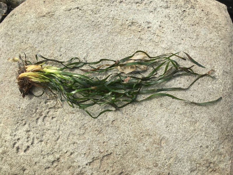 Toothed Surfgrass photo 5