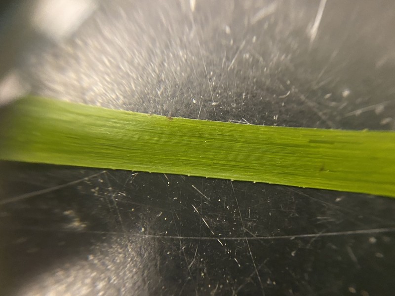 Toothed Surfgrass photo 6