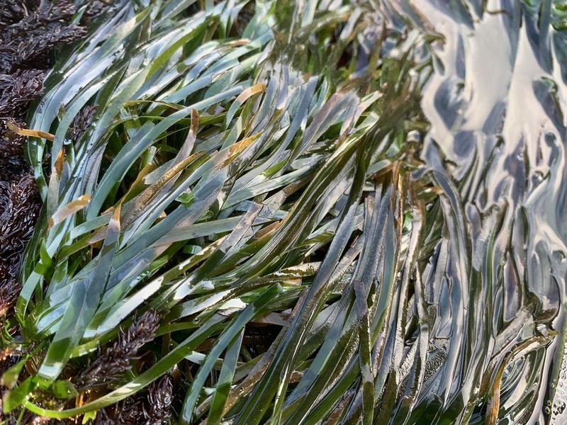 Toothed Surfgrass photo 7