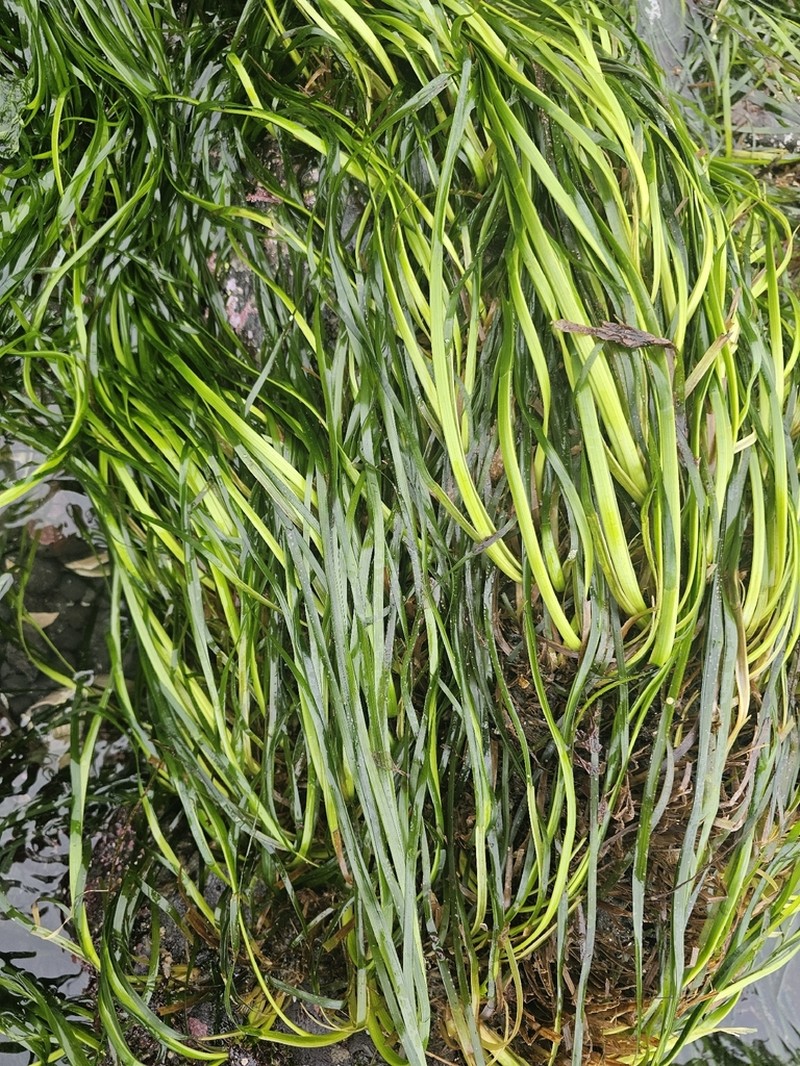 Toothed Surfgrass photo 8