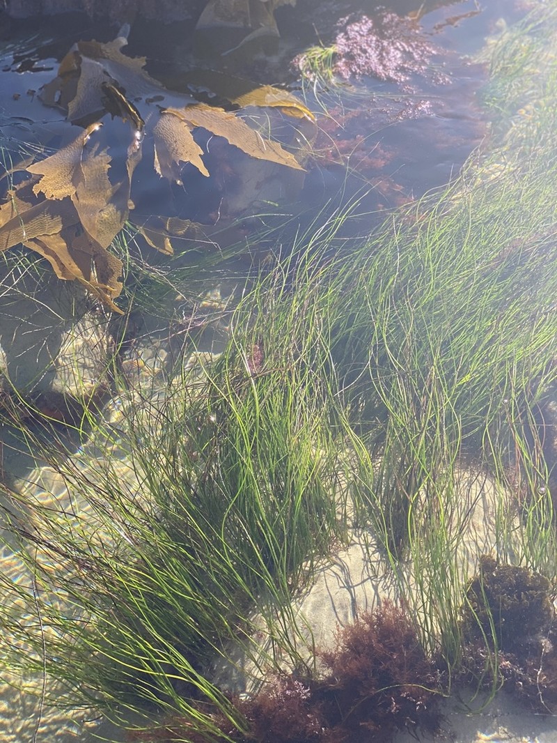 Torrey's Surfgrass