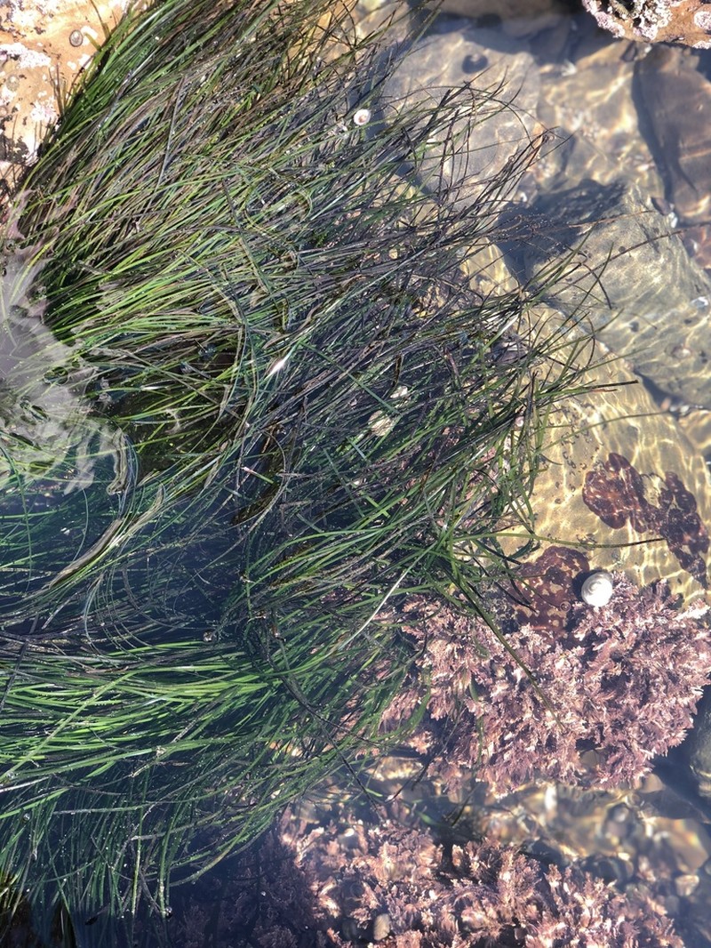 Torrey's Surfgrass photo 2