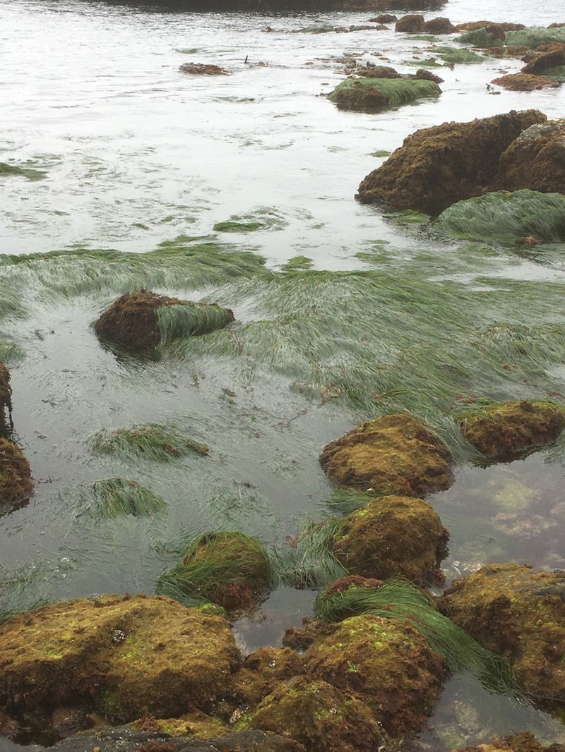 Torrey's Surfgrass photo 3