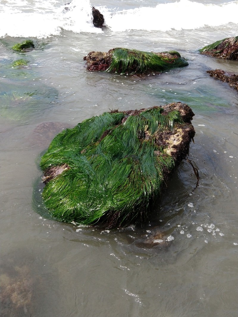 Torrey's Surfgrass photo 4