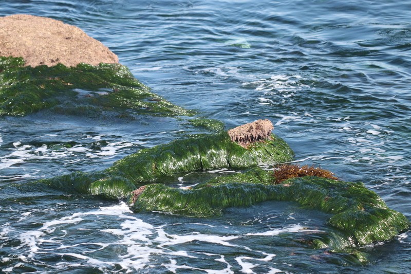 Torrey's Surfgrass photo 5