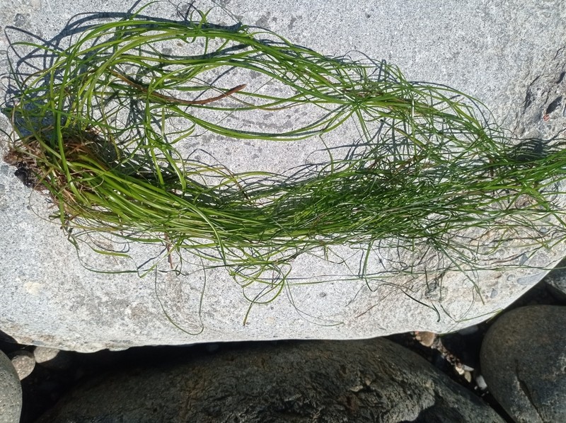 Torrey's Surfgrass photo 6