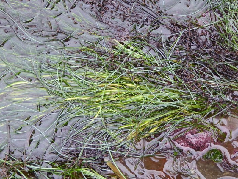 Torrey's Surfgrass photo 7